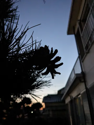 夕暮れ、静寂の松ぼっくり