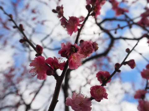 春色の枝に宿る風景