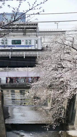 桜と鉄路と水面の春