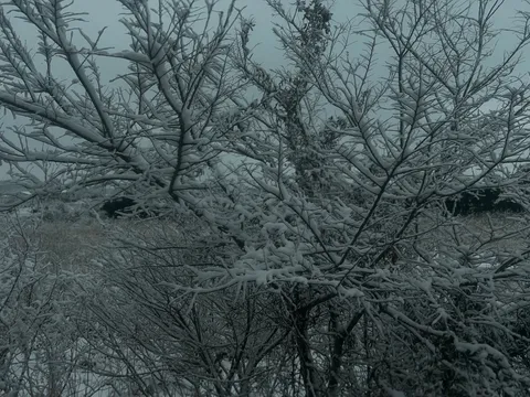 雪化粧した木々の静寂
