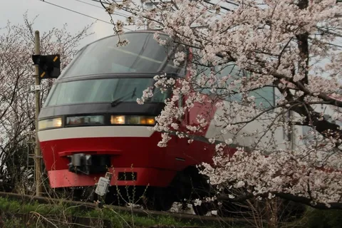 ちらり、桜と赤い車両