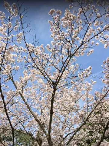 花影の青空へ舞う春