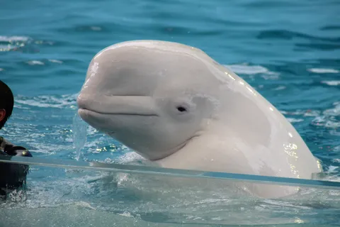 ご挨拶するベルーガ