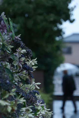 雨粒と紫陽花の静けさ