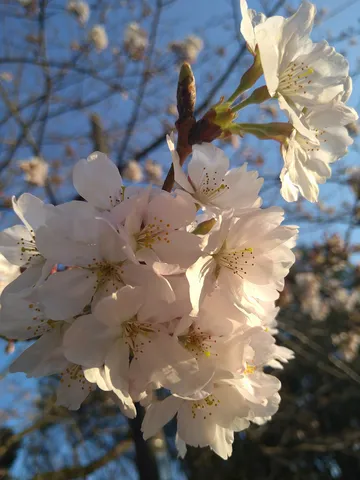 薄紅色の儚い夢、春の訪れ