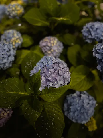 雫をまとった紫陽花たち