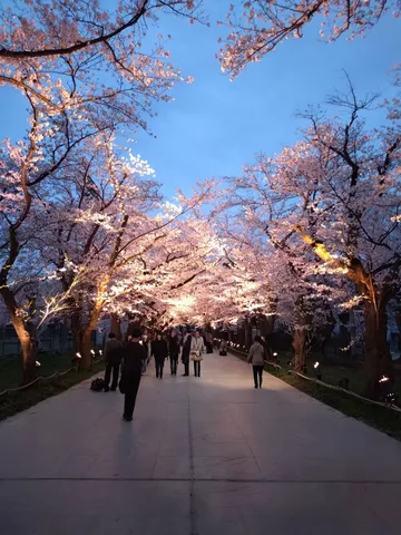 夜桜の幻想回廊