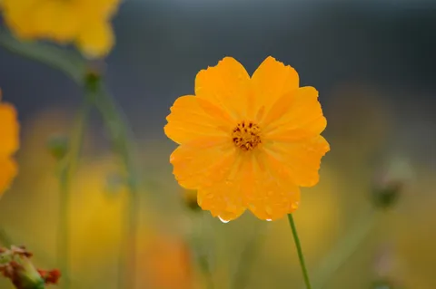朝露のオレンジ花