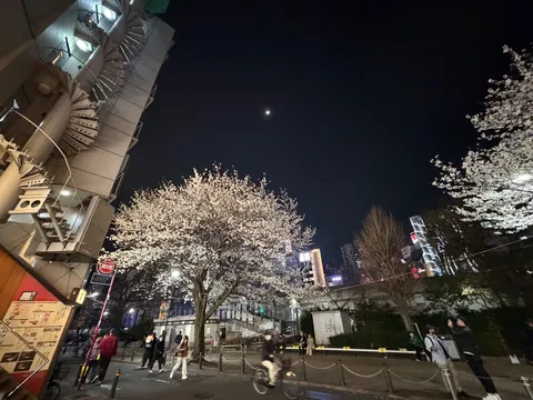 夜桜と月の螺旋階段