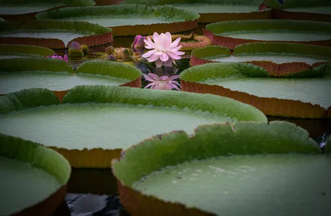 水面に浮かぶ神秘の花