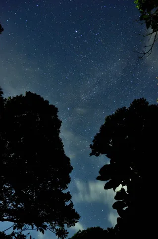 木漏れ日の夜空、星屑の海