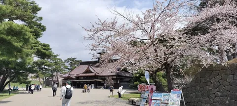 春の古都、満開の桜と歴史的建造物