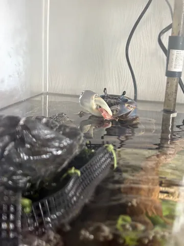 カニの食事風景