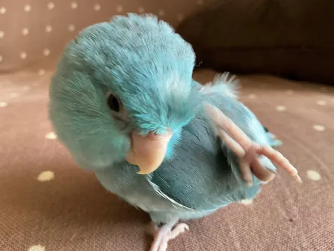 もふもふインコ