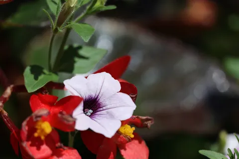 光に溶ける花の囁き
