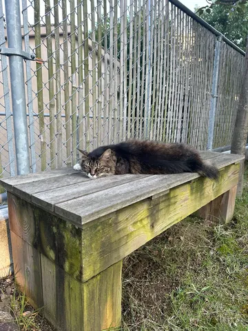 猫、ベンチでひとやすみ
