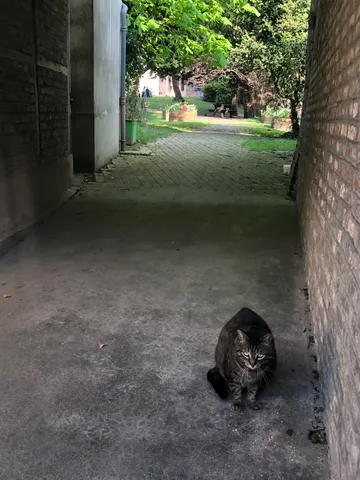 路地裏の黒猫、何思う？