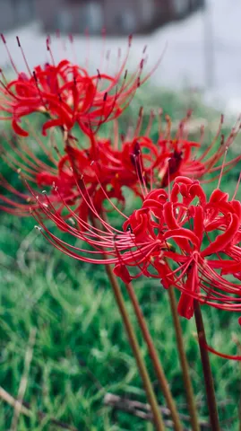 赤い糸の花が咲く風景
