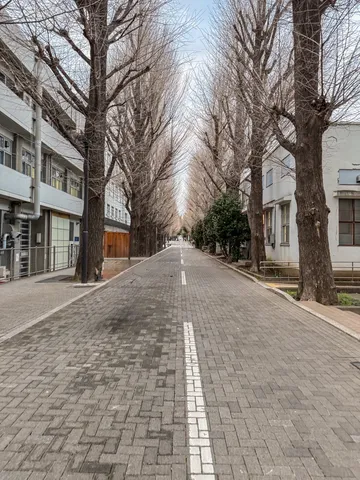 風が吹き抜ける並木道