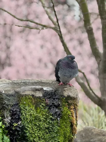 春色の背景に憩うハト