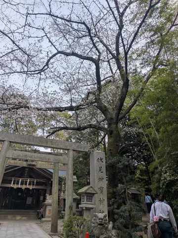 桜と鳥居、静かな参道