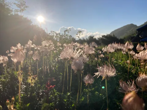 太陽と野花の幻想的な朝