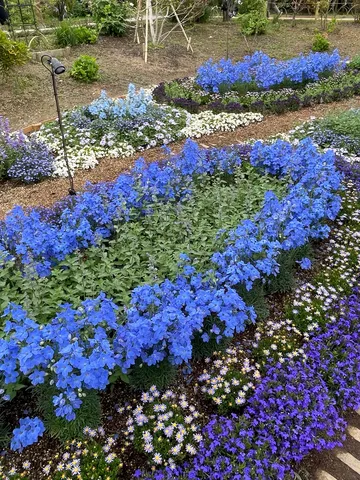 青い花の絨毯