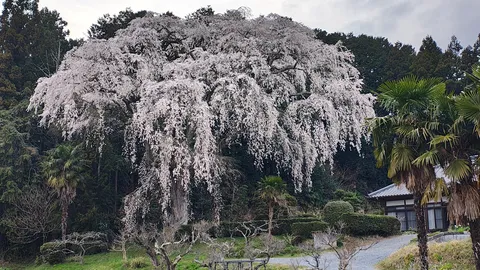滝のように咲き誇る桜
