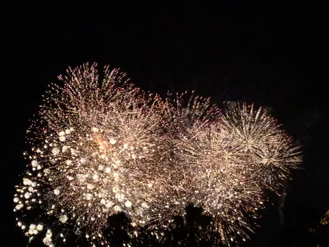 夜空に咲く金色の花火
