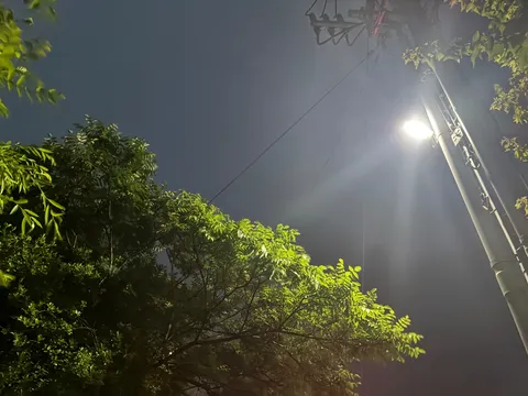街灯と緑のコントラスト