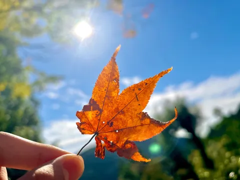 太陽にかざす秋の葉