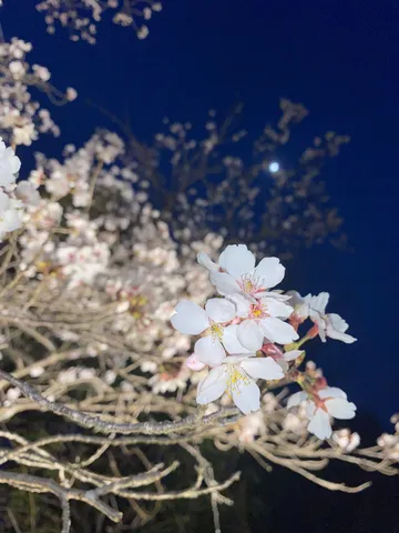 夜桜に浮かぶ月明かり