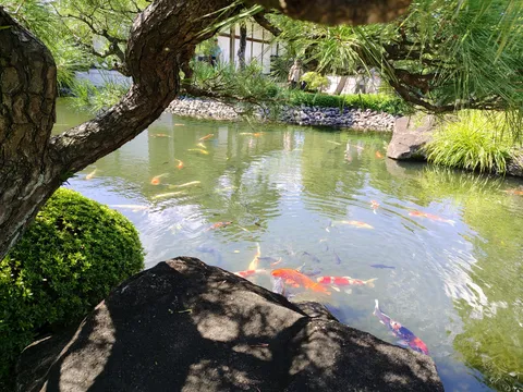 水面を泳ぐ彩りの影