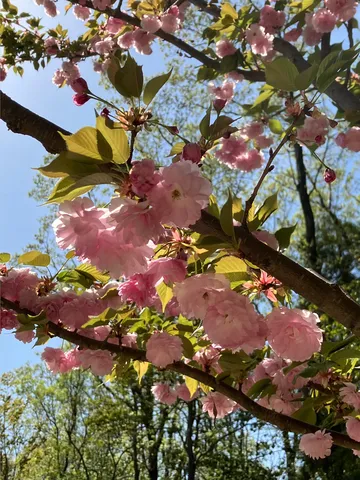 春の陽光、花吹雪の舞