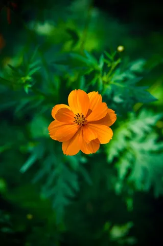 夕暮れに咲くオレンジの花