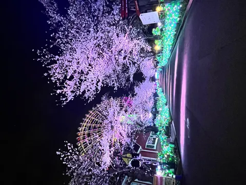 夜桜と観覧車の幻想回廊