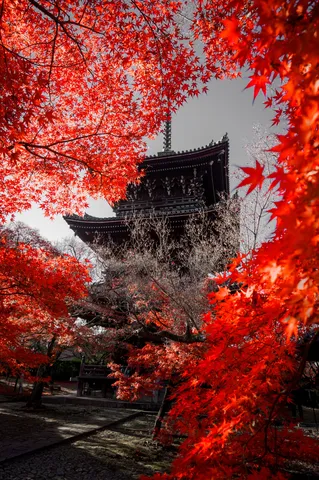 燃ゆる紅葉、古刹のシルエット