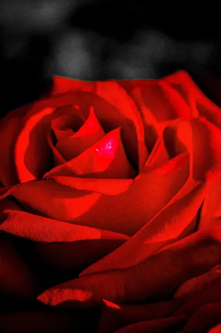 情熱の深紅、揺れる花びら