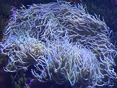 うねうねサンゴ