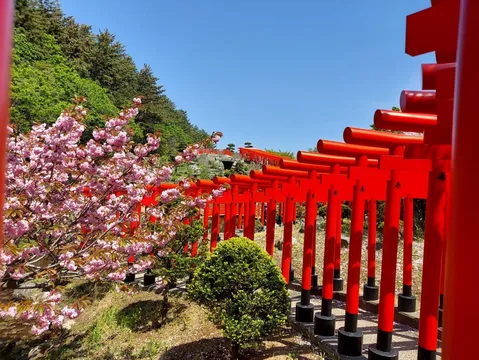 桜と連なる朱の鳥居