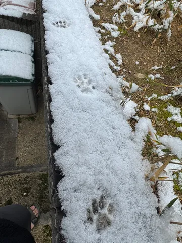 雪上に残された愛らしい足跡