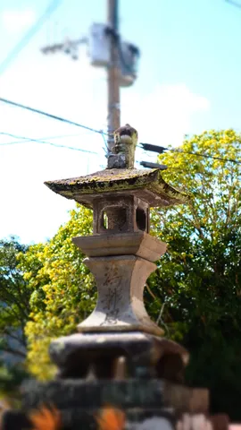 苔むした灯籠と見守る木々