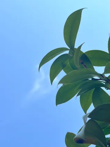 青空と新緑、夏が始まる予感