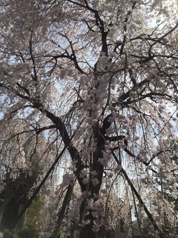 しだれる桜、空への祈り