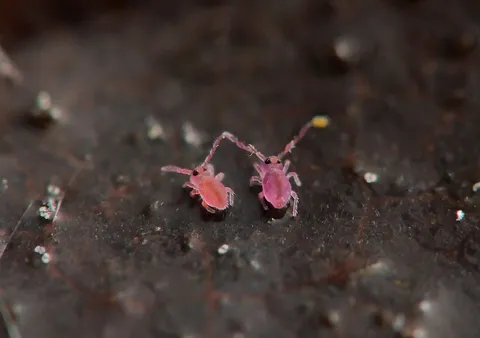 不思議な生き物たちの出会い