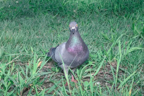 芝生に紛れる、都会の賢者