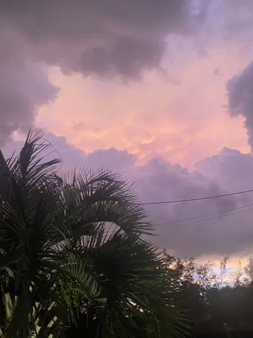 紫とピンクの空、ヤシの木