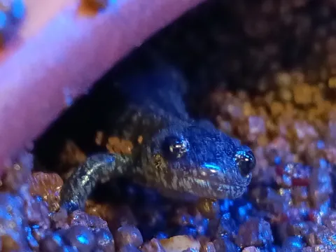 水辺に潜む小さな神秘
