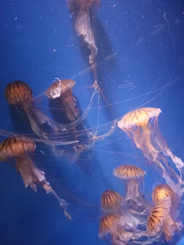 青い海を漂うクラゲたち