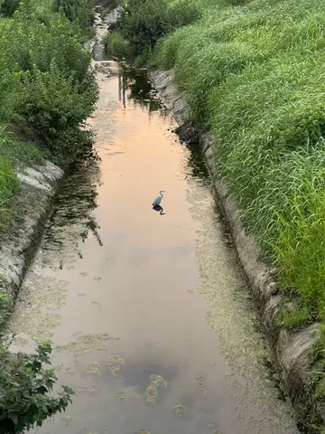 鏡の上の独壇場